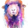 Colorful Sheep