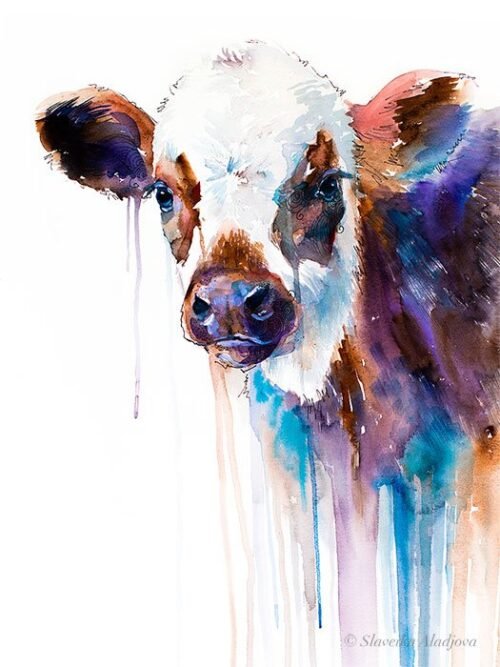 Cow