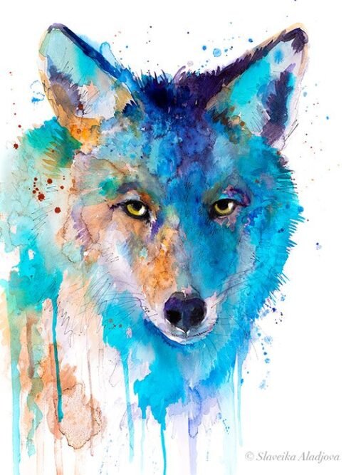 Coyote