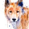 Dingo
