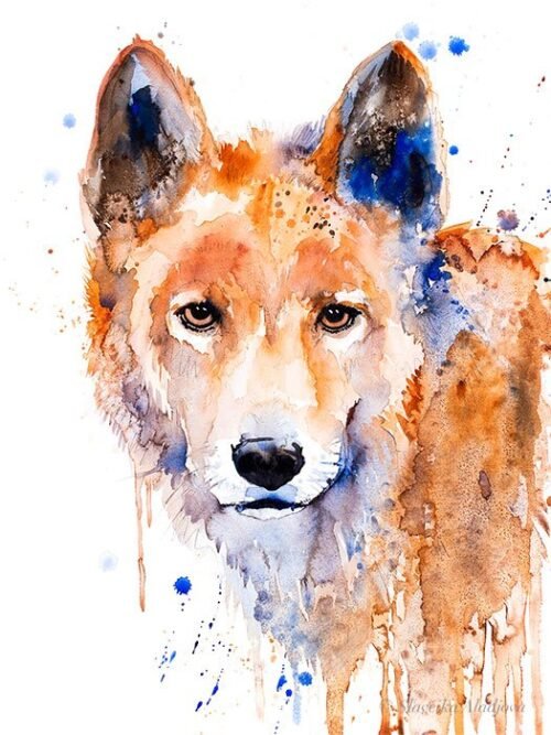 Dingo