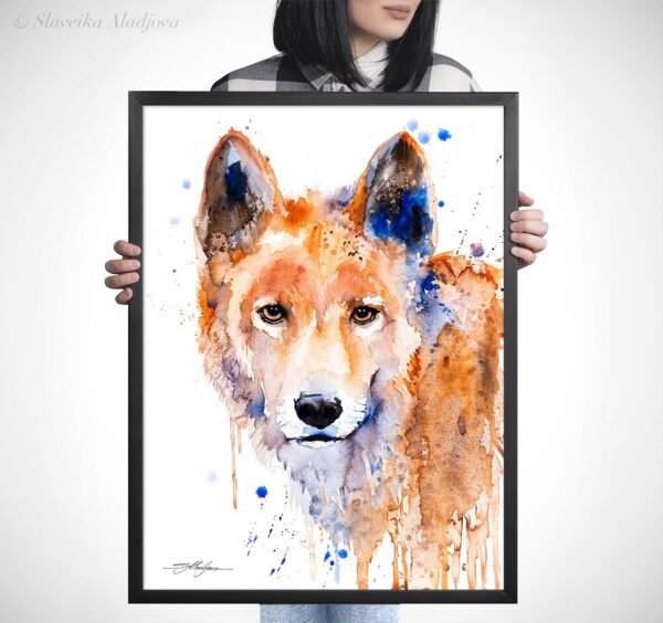 Dingo