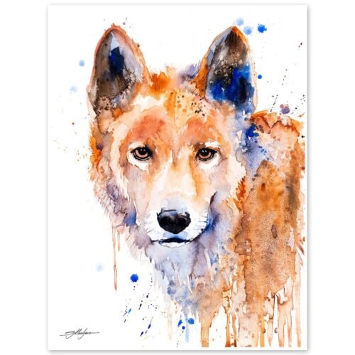 Dingo