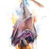 Giant golden-crowned flying fox watercolor 1 Golden-capped fruit bat