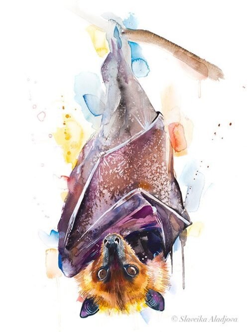 Golden-capped fruit bat