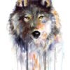 Grey wolf