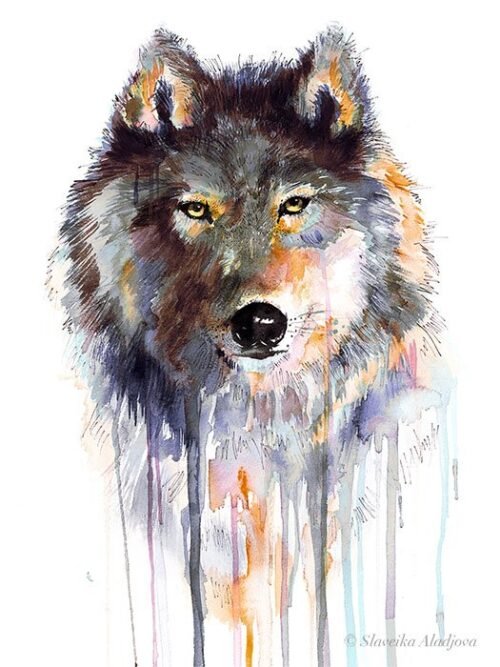 Grey wolf