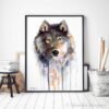 Grey wolf
