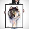 Grey wolf