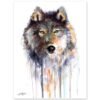 Grey wolf