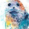 Harbor seal