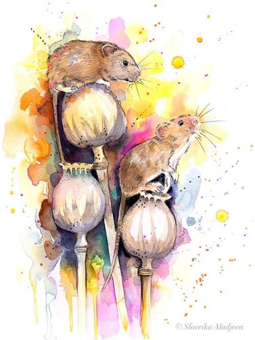 Harvest mouse