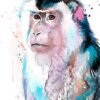 Macaque