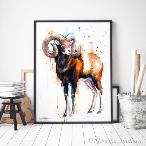 Mouflon ram