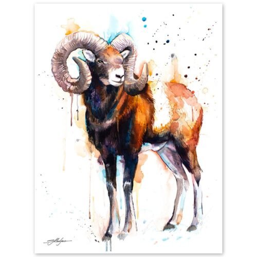 Mouflon ram