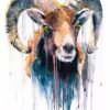 Mouflon