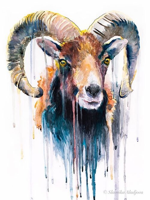 Mouflon