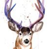 Mule deer, Black-tailed deer