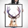 Mule deer, Black-tailed deer