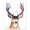 Mule deer, Black-tailed deer