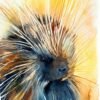 North American porcupine