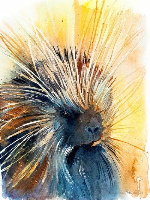 North American porcupine