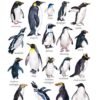 Penguins Penguins