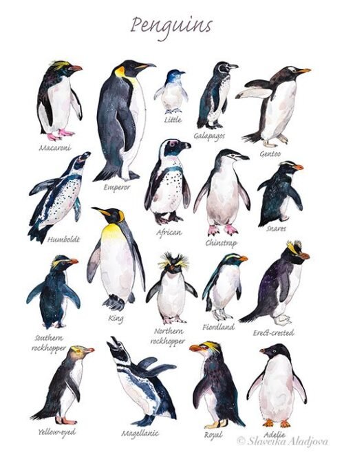 Penguins