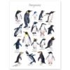 Penguins Penguins