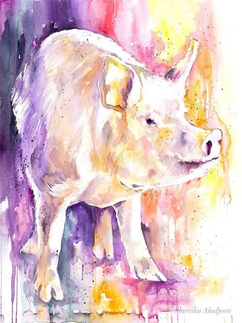 Pig