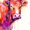 Red Cow