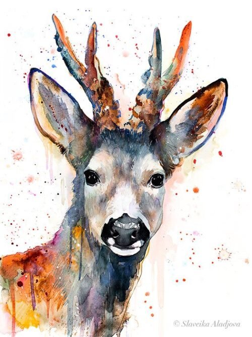Roe deer