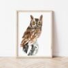 Screech Owl Watercolor Print by Luke Kanelov