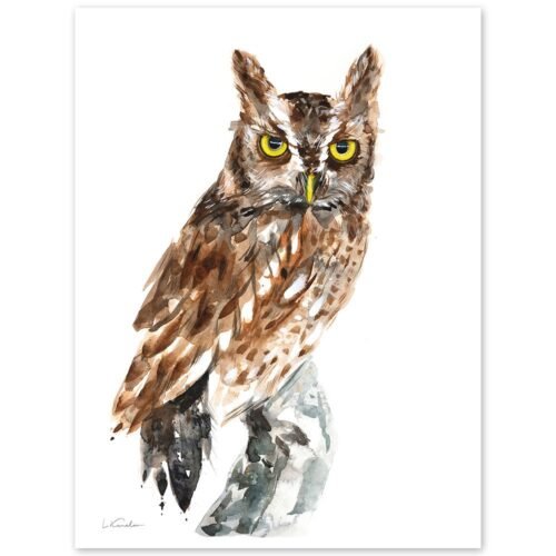 Screech Owl Watercolor Print by Luke Kanelov