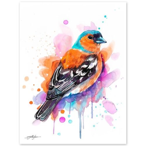 Common Chaffinch