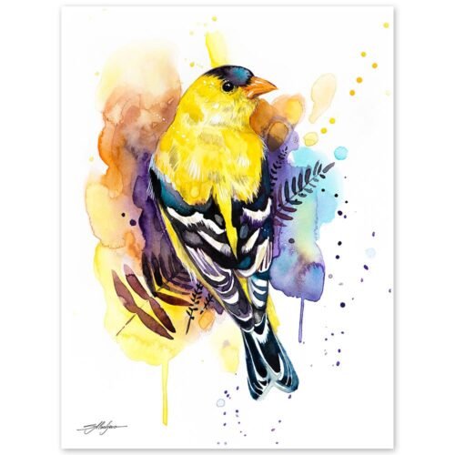 American Goldfinch