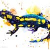 Fire salamander