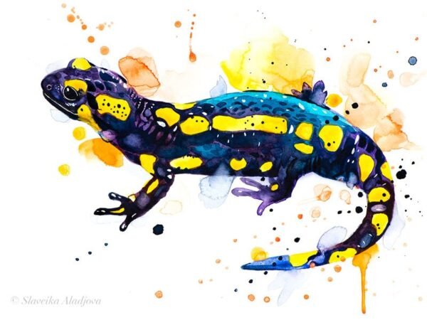 Fire salamander