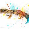 Leopard gecko