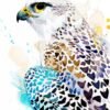 Gyrfalcon