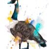 Canada goose