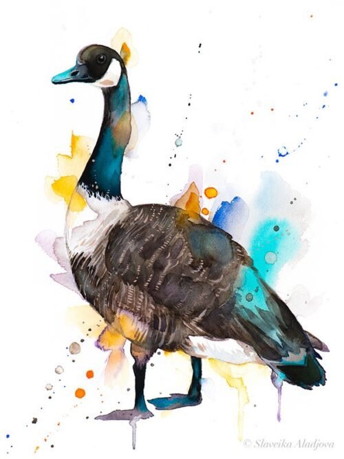 Canada goose