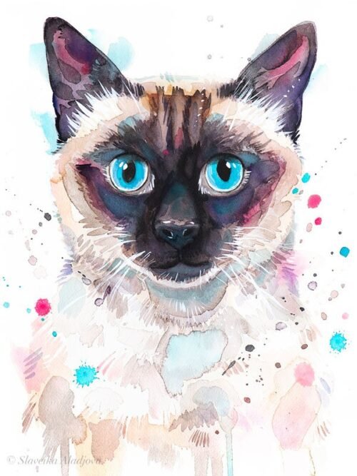 Siamese cat