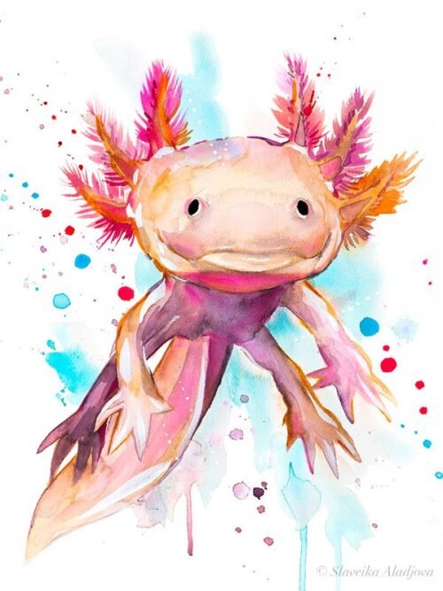 Axolotl, salamander