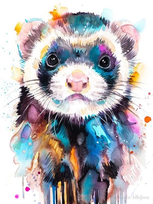 Ferret