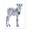 Baby Zebra Watercolor15 Baby Zebra Watercolor Print