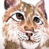 Eurasian Lynx Watercolor Print Eurasian Lynx Watercolor Print