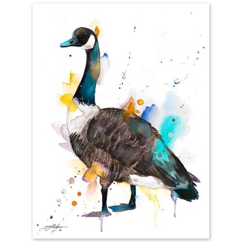 Canada goose