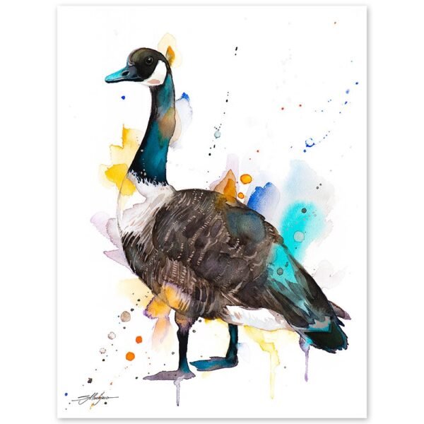 Canada goose