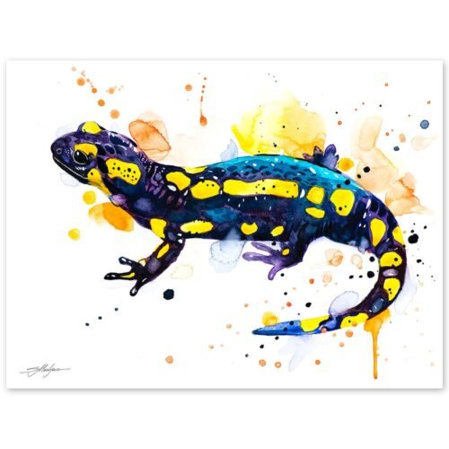 Fire salamander